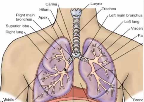 Respiratory system Dr.SureshSwarnapuri